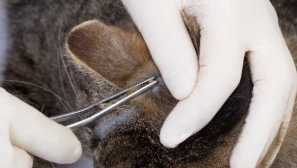 Kako potegniti kljukico iz pravil cat za postopek in priporočila